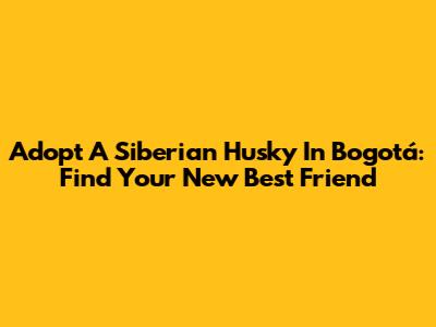 Adopt A Siberian Husky In Bogotá: Find Your New Best Friend