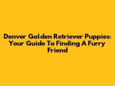 Denver Golden Retriever Puppies: Your Guide To Finding A Furry Friend